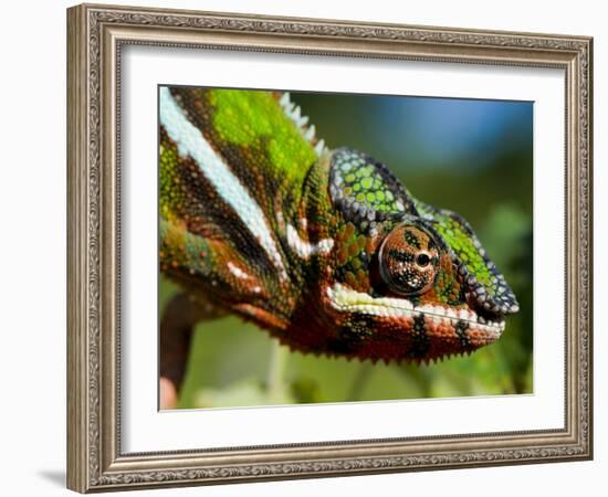 Panther Chameleon Showing Colour Change, Sambava, North-East Madagascar-Inaki Relanzon-Framed Photographic Print