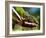 Panther Chameleon Showing Colour Change, Sambava, North-East Madagascar-Inaki Relanzon-Framed Photographic Print