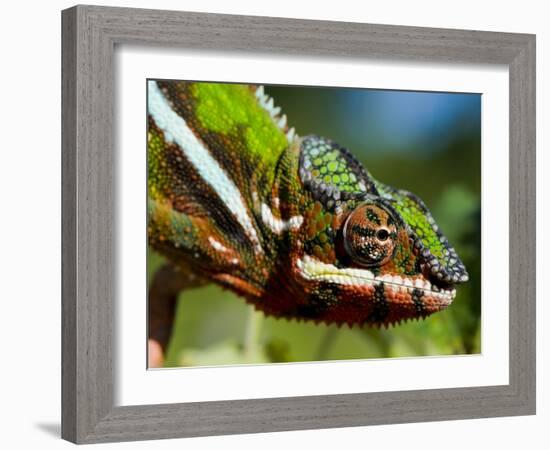 Panther Chameleon Showing Colour Change, Sambava, North-East Madagascar-Inaki Relanzon-Framed Photographic Print