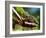 Panther Chameleon Showing Colour Change, Sambava, North-East Madagascar-Inaki Relanzon-Framed Photographic Print