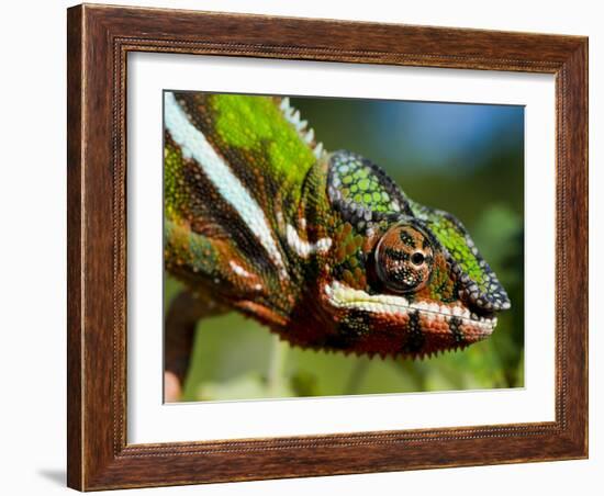 Panther Chameleon Showing Colour Change, Sambava, North-East Madagascar-Inaki Relanzon-Framed Photographic Print