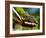 Panther Chameleon Showing Colour Change, Sambava, North-East Madagascar-Inaki Relanzon-Framed Photographic Print