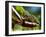 Panther Chameleon Showing Colour Change, Sambava, North-East Madagascar-Inaki Relanzon-Framed Photographic Print