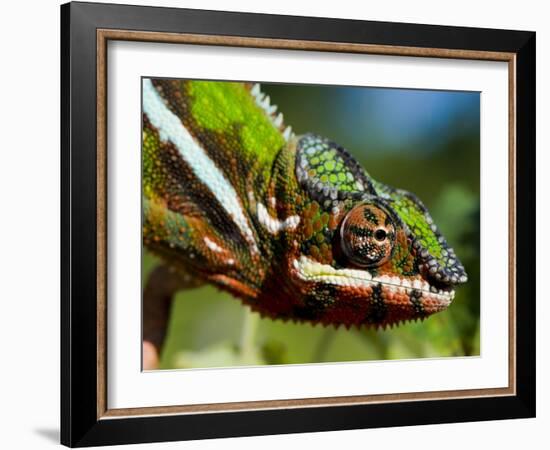 Panther Chameleon Showing Colour Change, Sambava, North-East Madagascar-Inaki Relanzon-Framed Photographic Print