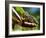 Panther Chameleon Showing Colour Change, Sambava, North-East Madagascar-Inaki Relanzon-Framed Photographic Print