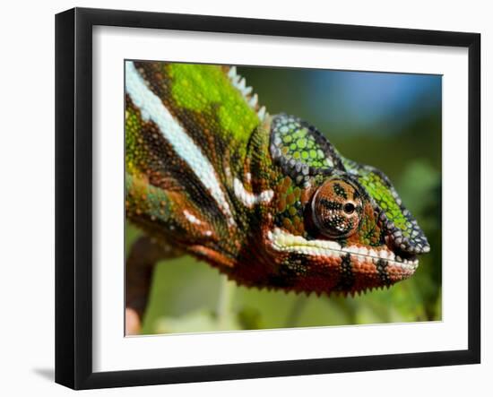 Panther Chameleon Showing Colour Change, Sambava, North-East Madagascar-Inaki Relanzon-Framed Photographic Print