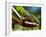 Panther Chameleon Showing Colour Change, Sambava, North-East Madagascar-Inaki Relanzon-Framed Photographic Print