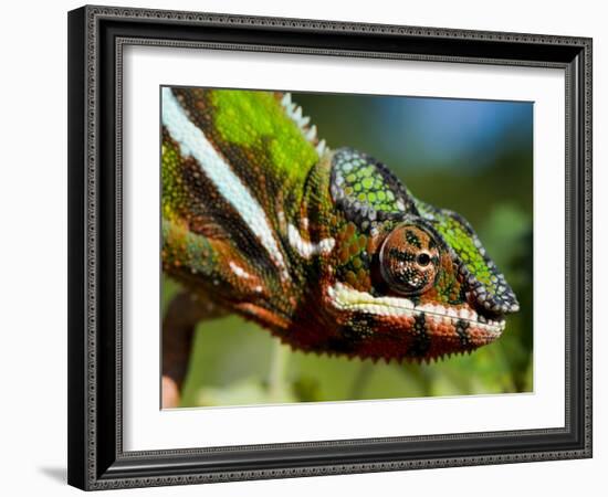 Panther Chameleon Showing Colour Change, Sambava, North-East Madagascar-Inaki Relanzon-Framed Photographic Print