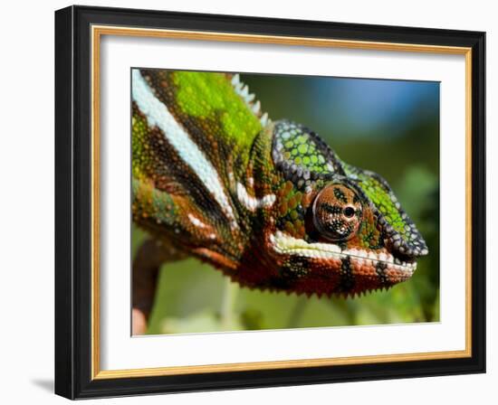 Panther Chameleon Showing Colour Change, Sambava, North-East Madagascar-Inaki Relanzon-Framed Photographic Print