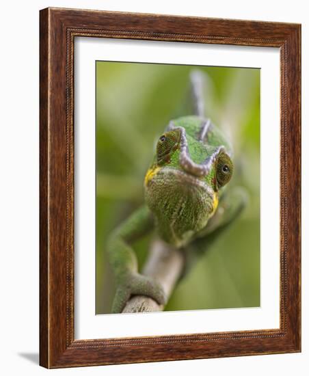 Panther Chameleon Walking Along Branch, Madagascar-Edwin Giesbers-Framed Photographic Print