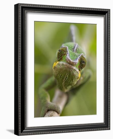 Panther Chameleon Walking Along Branch, Madagascar-Edwin Giesbers-Framed Photographic Print