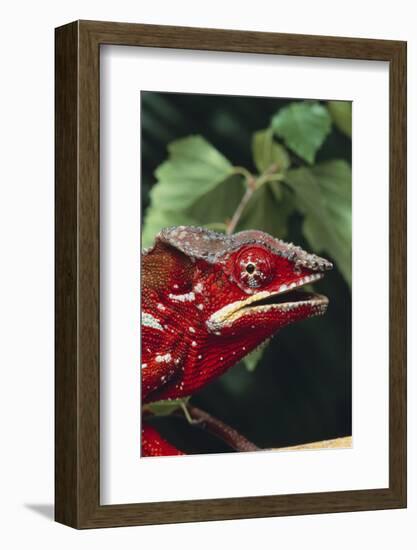 Panther Chameleon-DLILLC-Framed Photographic Print