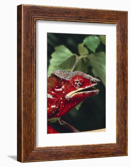 Panther Chameleon-DLILLC-Framed Photographic Print