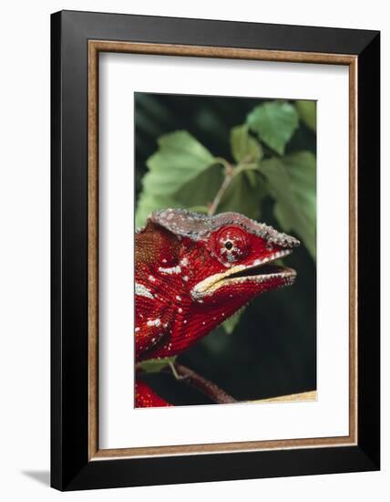 Panther Chameleon-DLILLC-Framed Photographic Print