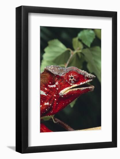 Panther Chameleon-DLILLC-Framed Photographic Print