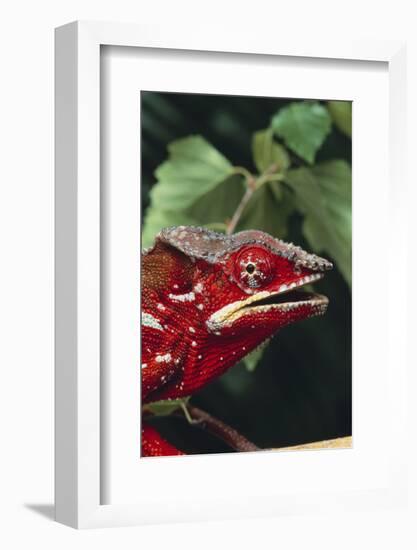 Panther Chameleon-DLILLC-Framed Photographic Print