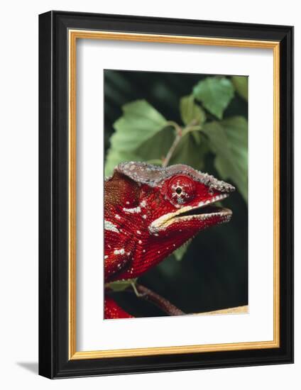 Panther Chameleon-DLILLC-Framed Photographic Print