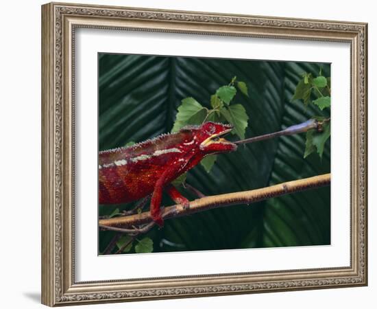 Panther Chameleon-DLILLC-Framed Photographic Print