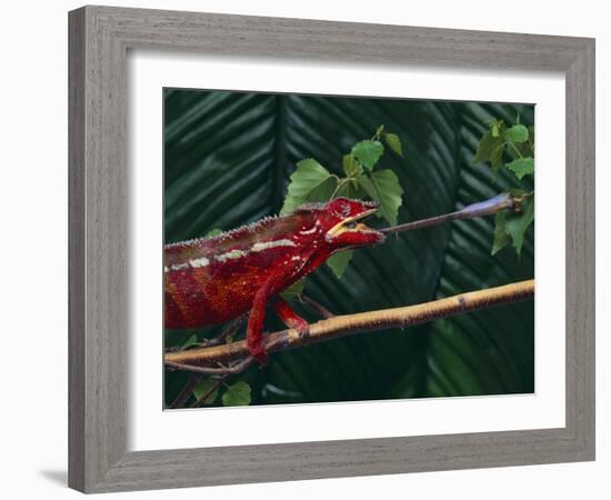 Panther Chameleon-DLILLC-Framed Photographic Print