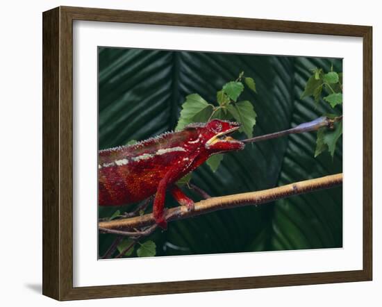 Panther Chameleon-DLILLC-Framed Photographic Print