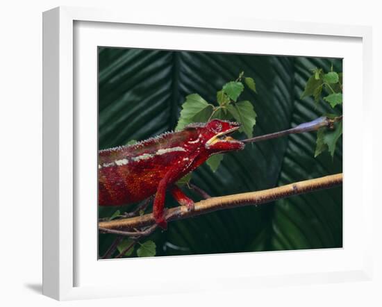 Panther Chameleon-DLILLC-Framed Photographic Print