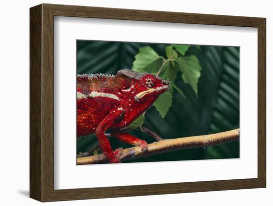 Panther Chameleon-DLILLC-Framed Photographic Print