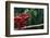 Panther Chameleon-DLILLC-Framed Photographic Print