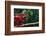 Panther Chameleon-DLILLC-Framed Photographic Print