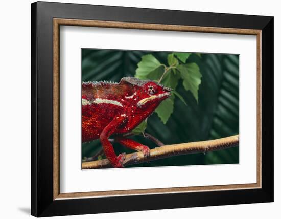 Panther Chameleon-DLILLC-Framed Photographic Print