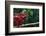 Panther Chameleon-DLILLC-Framed Photographic Print