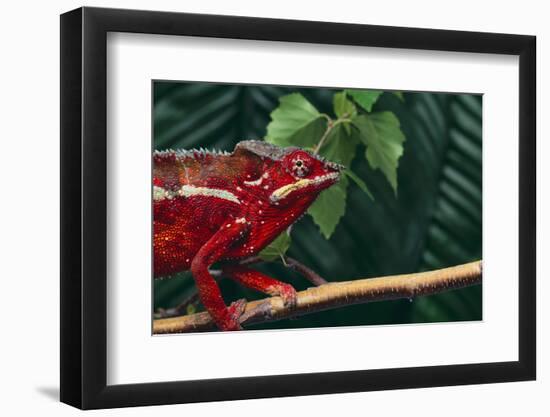 Panther Chameleon-DLILLC-Framed Photographic Print