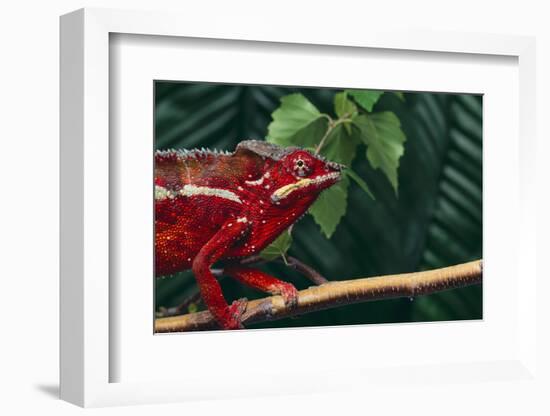 Panther Chameleon-DLILLC-Framed Photographic Print