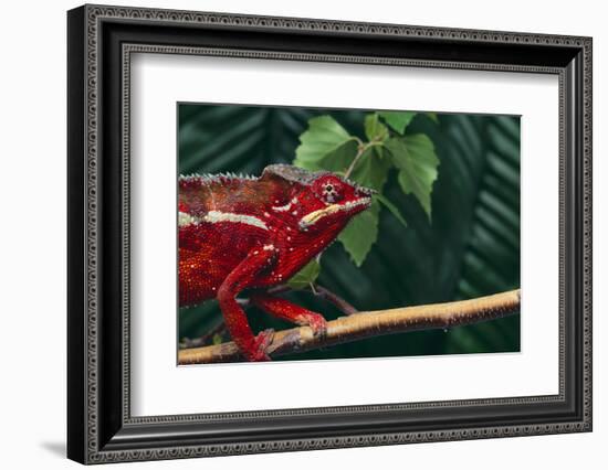 Panther Chameleon-DLILLC-Framed Photographic Print