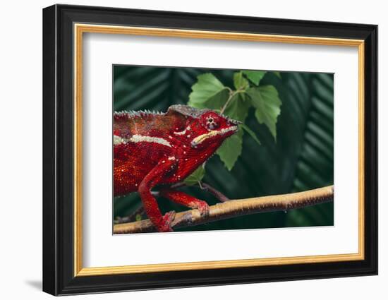 Panther Chameleon-DLILLC-Framed Photographic Print