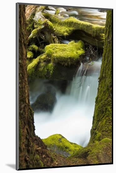 Panther Creek, Gifford-Pinchot National Forest, Washington, Usa-Michel Hersen-Mounted Photographic Print