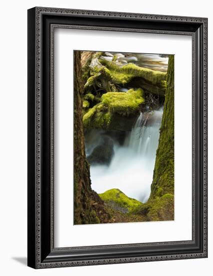 Panther Creek, Gifford-Pinchot National Forest, Washington, Usa-Michel Hersen-Framed Photographic Print