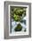 Panther Creek, Gifford-Pinchot Nf, Carson, Washington, Usa-Michel Hersen-Framed Photographic Print