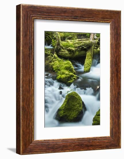 Panther Creek, Gifford-Pinchot Nf, Carson, Washington, Usa-Michel Hersen-Framed Photographic Print