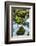 Panther Creek, Gifford-Pinchot Nf, Carson, Washington, Usa-Michel Hersen-Framed Photographic Print