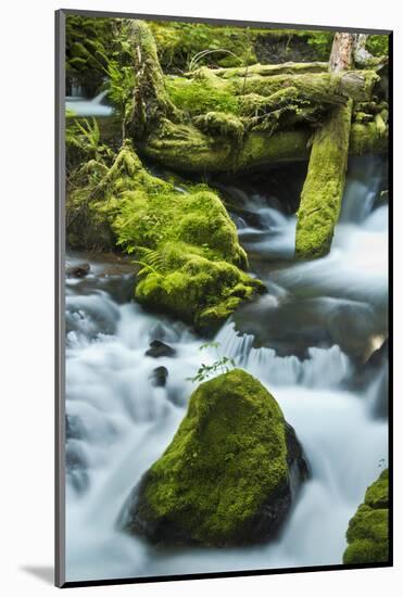 Panther Creek, Gifford-Pinchot Nf, Carson, Washington, Usa-Michel Hersen-Mounted Photographic Print