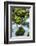 Panther Creek, Gifford-Pinchot Nf, Carson, Washington, Usa-Michel Hersen-Framed Photographic Print