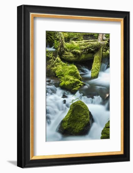 Panther Creek, Gifford-Pinchot Nf, Carson, Washington, Usa-Michel Hersen-Framed Photographic Print