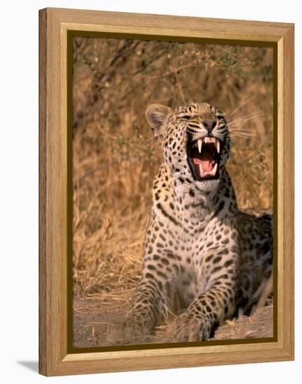 Panther, Okavango Delta, Botswana-Pete Oxford-Framed Premier Image Canvas