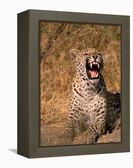 Panther, Okavango Delta, Botswana-Pete Oxford-Framed Premier Image Canvas