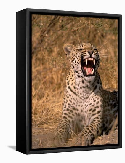 Panther, Okavango Delta, Botswana-Pete Oxford-Framed Premier Image Canvas