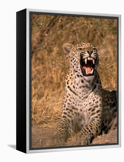 Panther, Okavango Delta, Botswana-Pete Oxford-Framed Premier Image Canvas