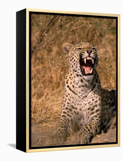 Panther, Okavango Delta, Botswana-Pete Oxford-Framed Premier Image Canvas