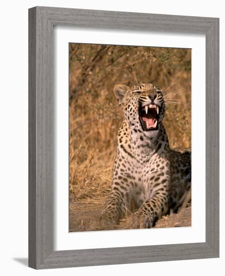 Panther, Okavango Delta, Botswana-Pete Oxford-Framed Photographic Print