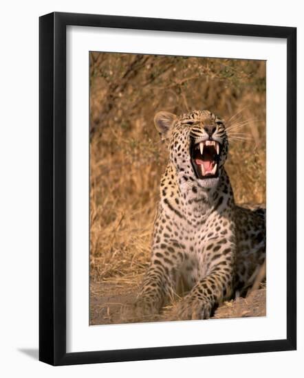 Panther, Okavango Delta, Botswana-Pete Oxford-Framed Photographic Print