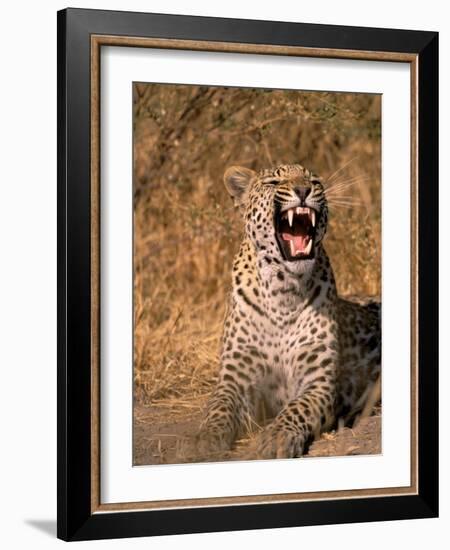 Panther, Okavango Delta, Botswana-Pete Oxford-Framed Photographic Print